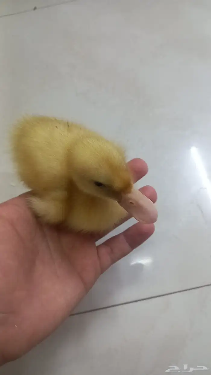 Little duck 2