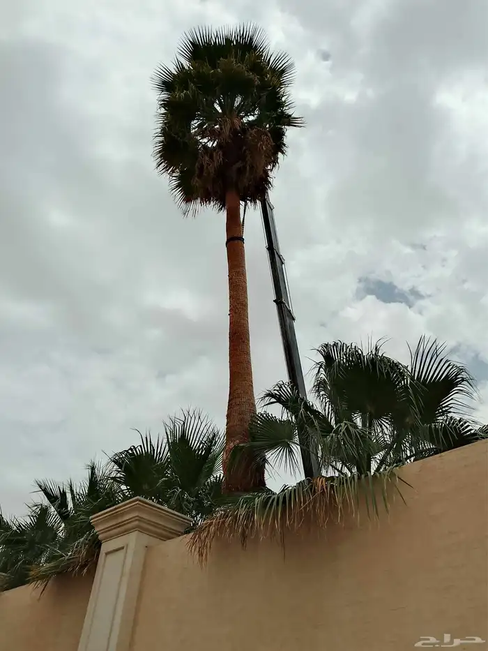 Washingtonia and Arabic palms for sale 6