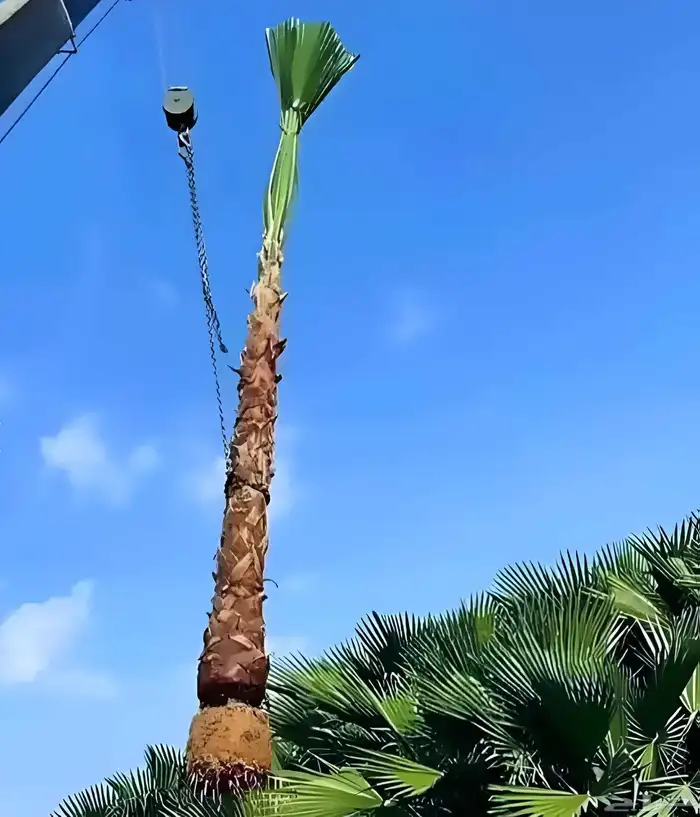Decorative Palms Washingtonia Palms Iqlas Barhi Sukari Hilal 1