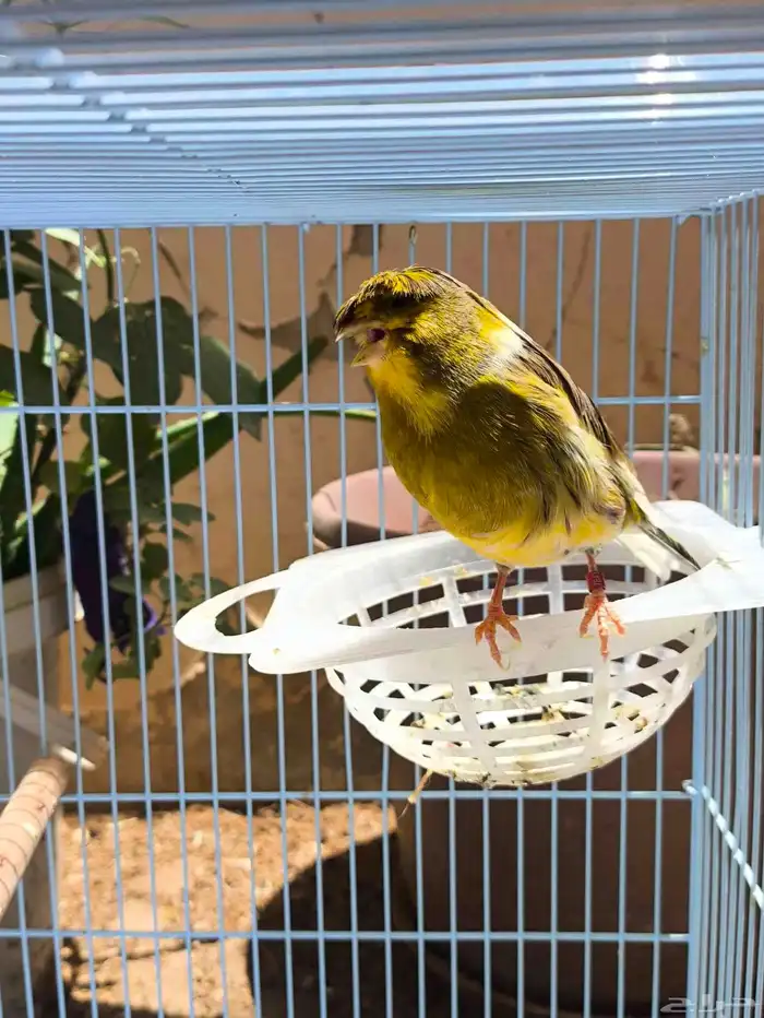birds 3