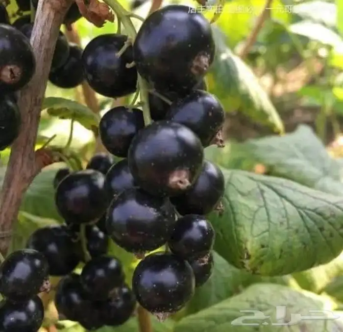 Black Currant Seedlings 2