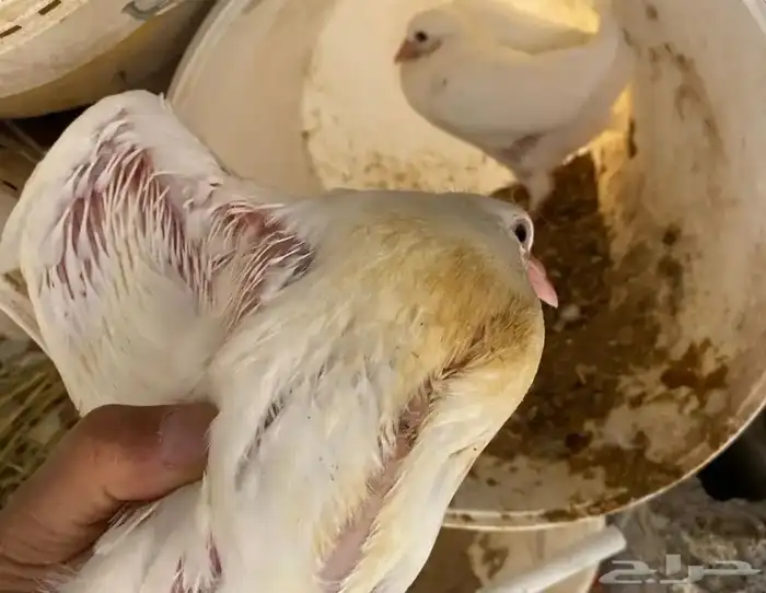 Super Jumbo Racing Pigeons Salim Condition Free from All Dis 1