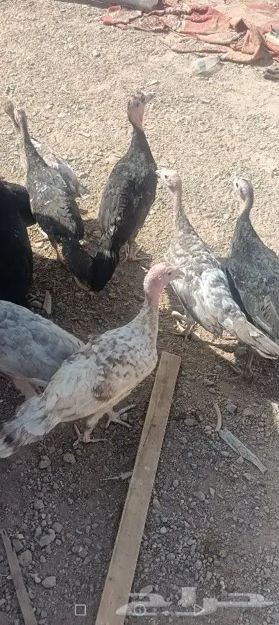 رومي فرنسي مهجن نعام اوزن خليله 2