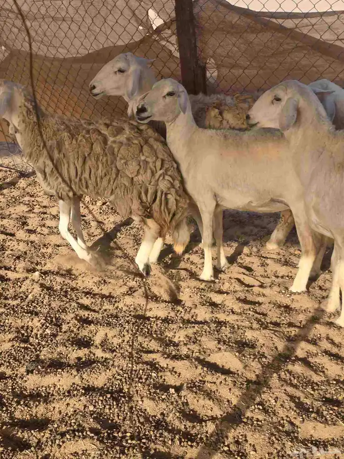 رخال حريات 3