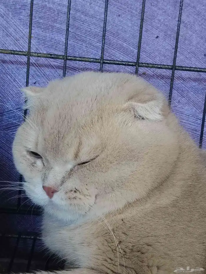 Scottish Cat 6