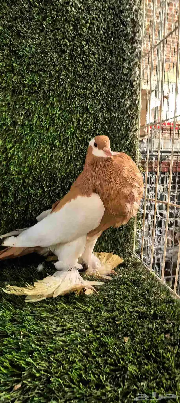 Bulgari and Nafakh Pigeons 2