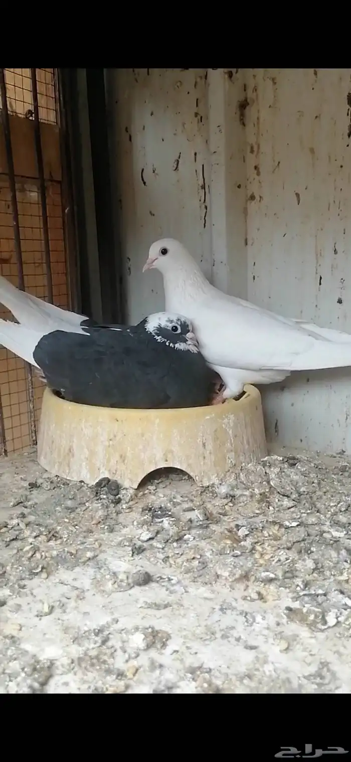 Couple Qataif Pigeons 1