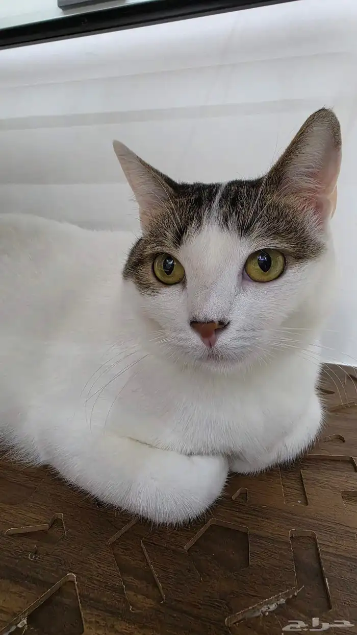 Cat for adoption 1