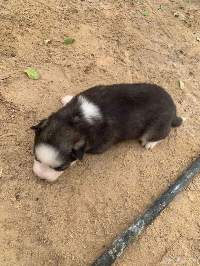 Husky Dogs 9