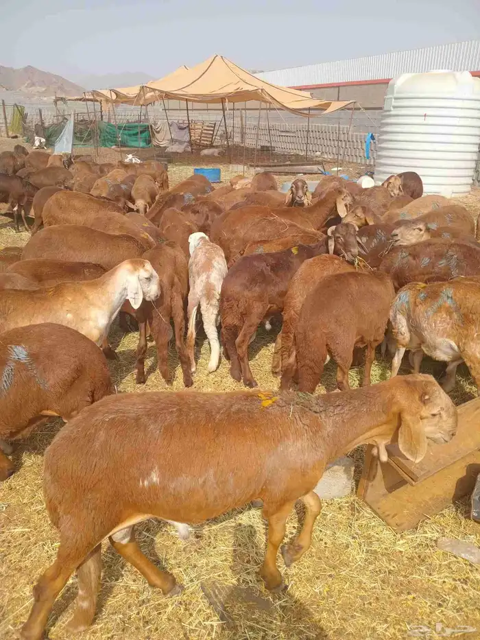 Swakni Hamri 5