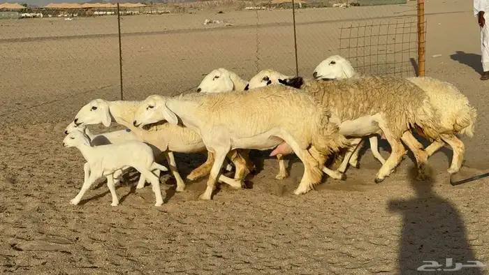 Young ewes mothers excellent breed high quality 4