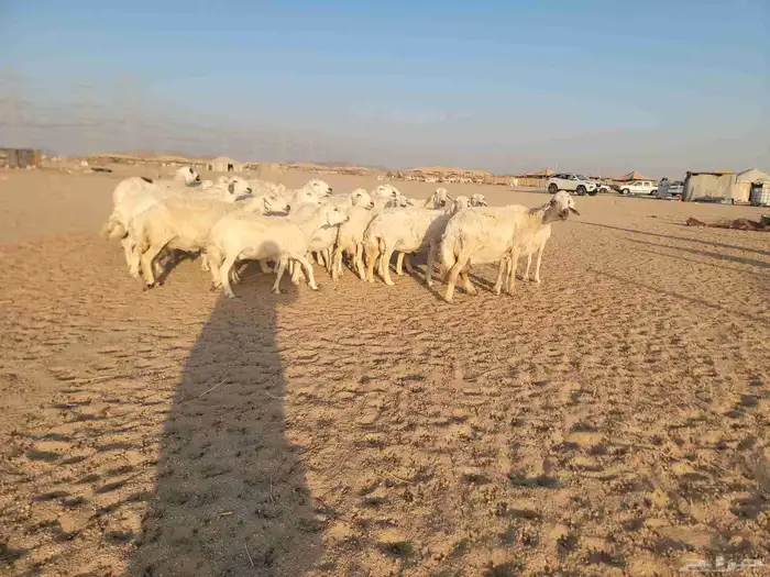 اعرض لكم غنم حري غنم حريه طيبه درجه اولى 6
