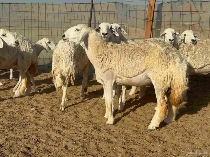 رخال حريات حرش دفيع ومضاريع العدد 18 5