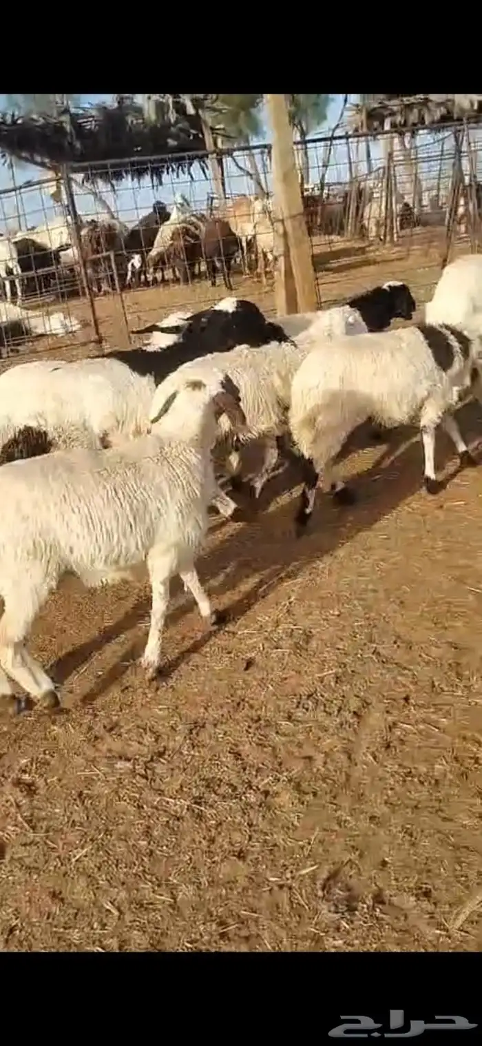 For sale 15 purebred sheep lambs and Saanen goats 3