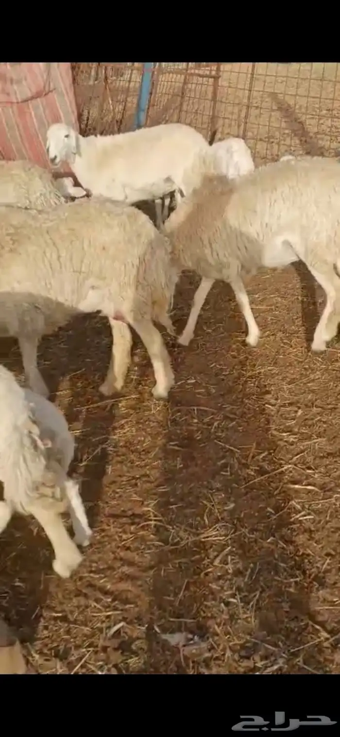 For sale 15 purebred sheep lambs and Saanen goats 7