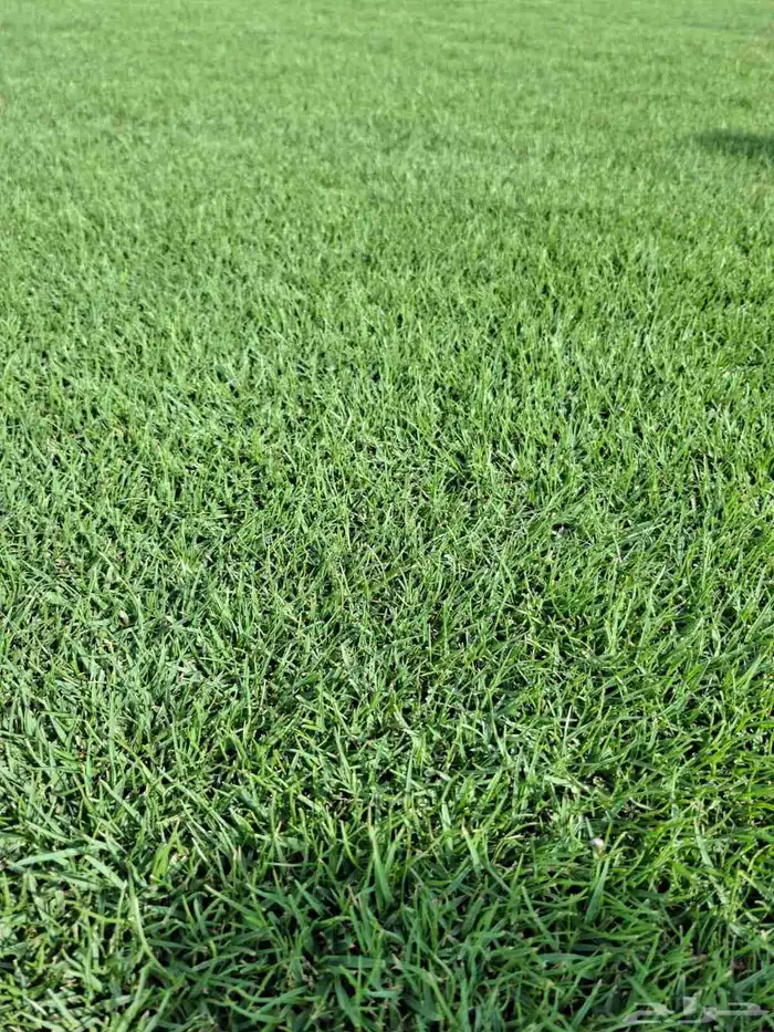 Firstclass Natural Grass 5