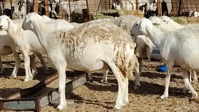Purebred sheep one flock 50 with a ram 17 lambs underneath t 23