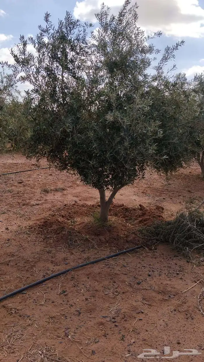 Olive trees for sale 2