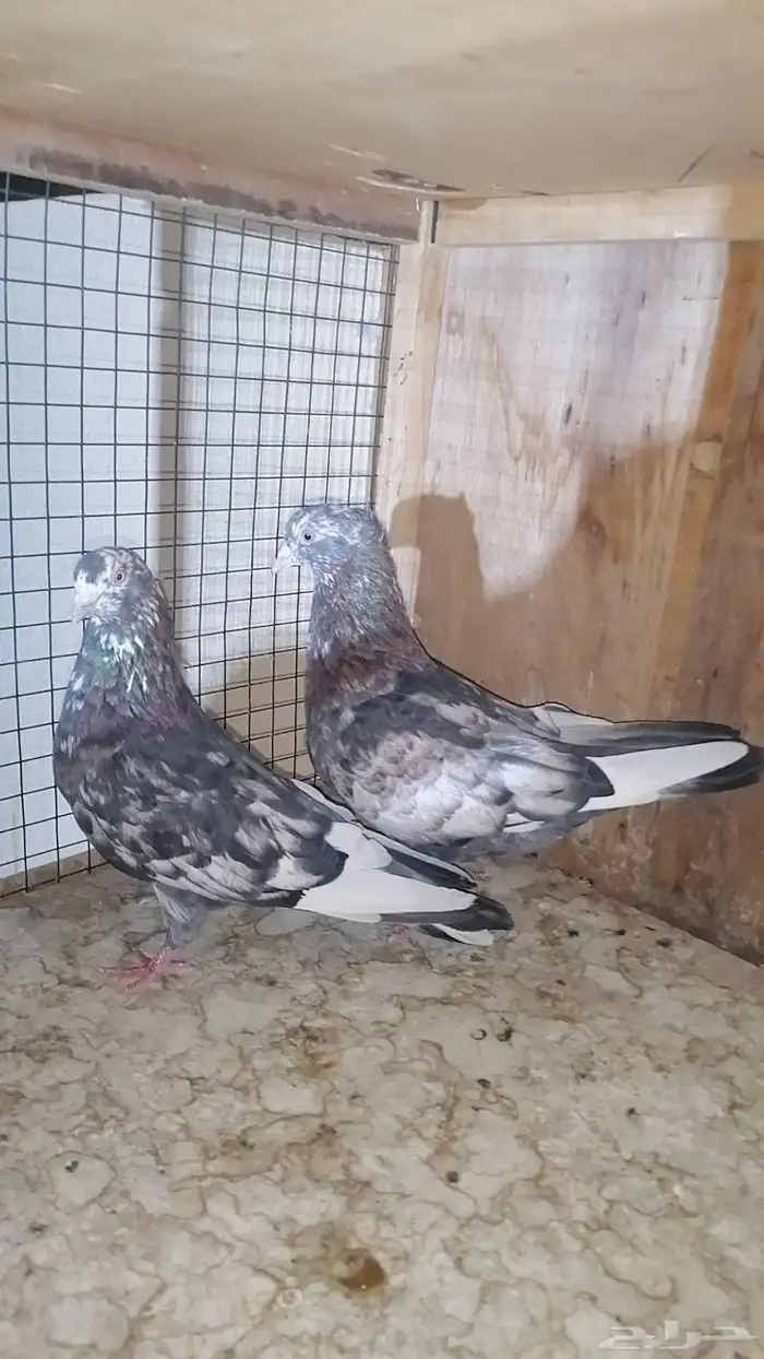 Iranian Khonabi Pigeon Production Guaranteed 2