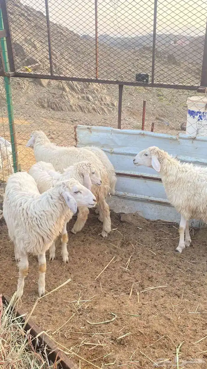 اضاحي للبيع 3