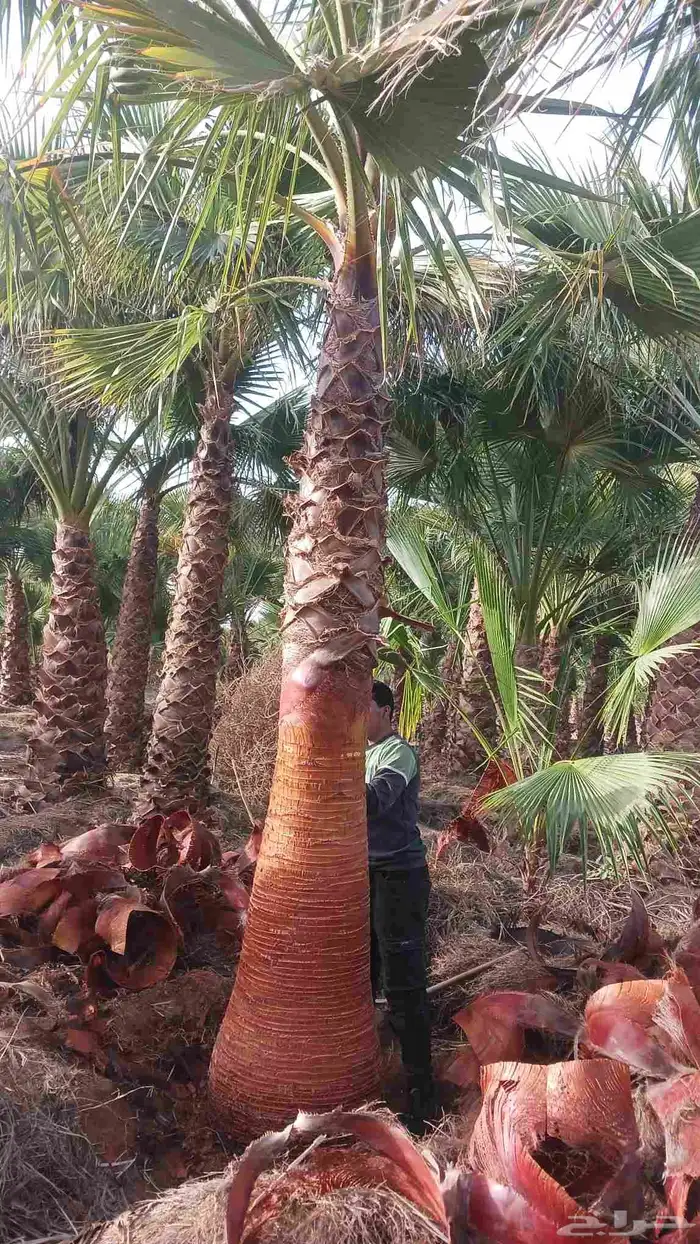 نخل واشنطونيا زينه 2