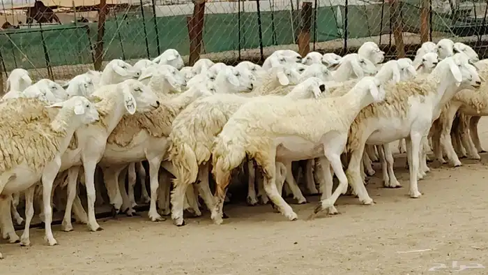 رخال مقاني حرش صنف 78 رأس دفبع ومضاريع رخال درجه اولى 33