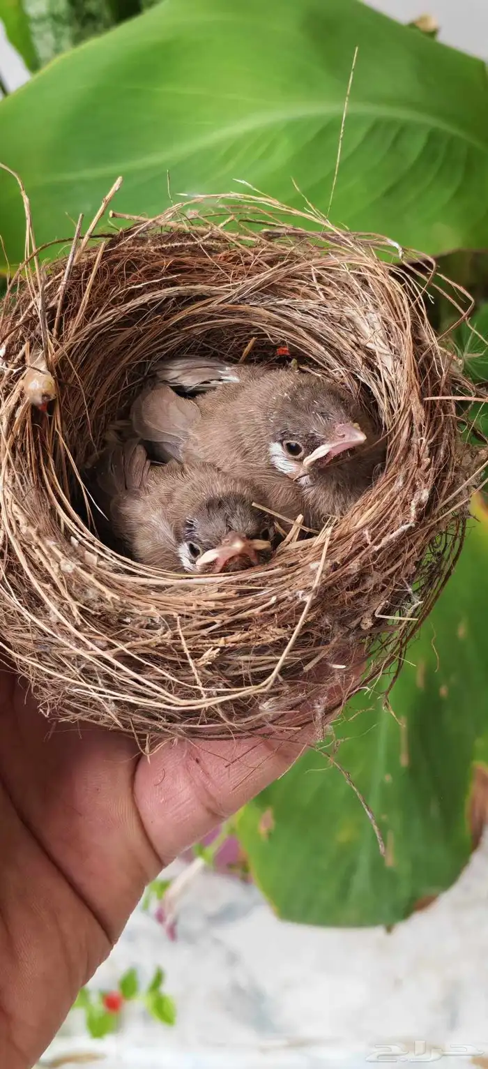 Small nightingales 3