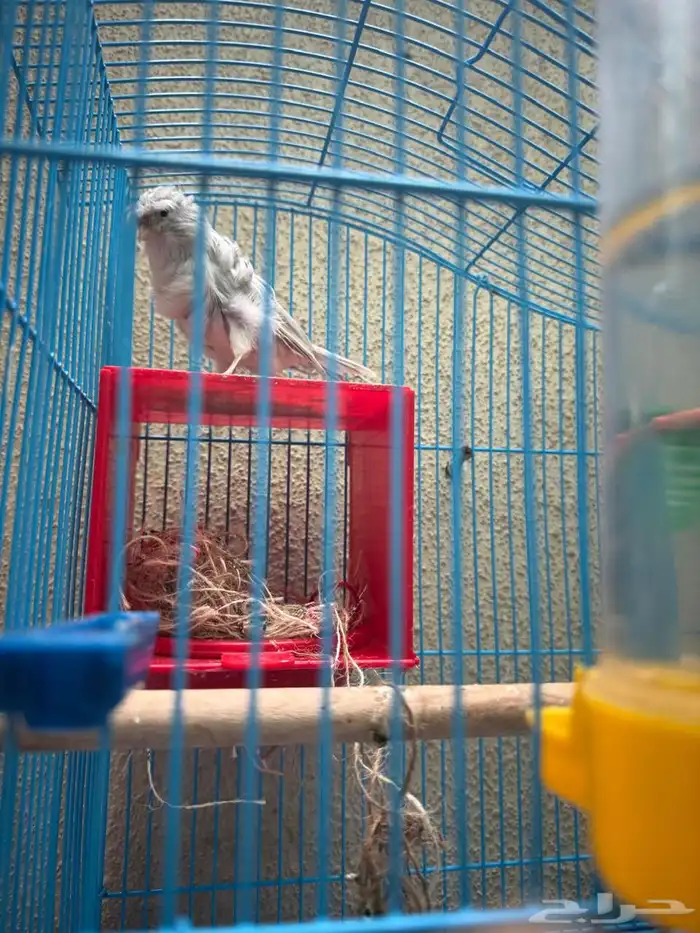 Iranian Canary Male and Female 1