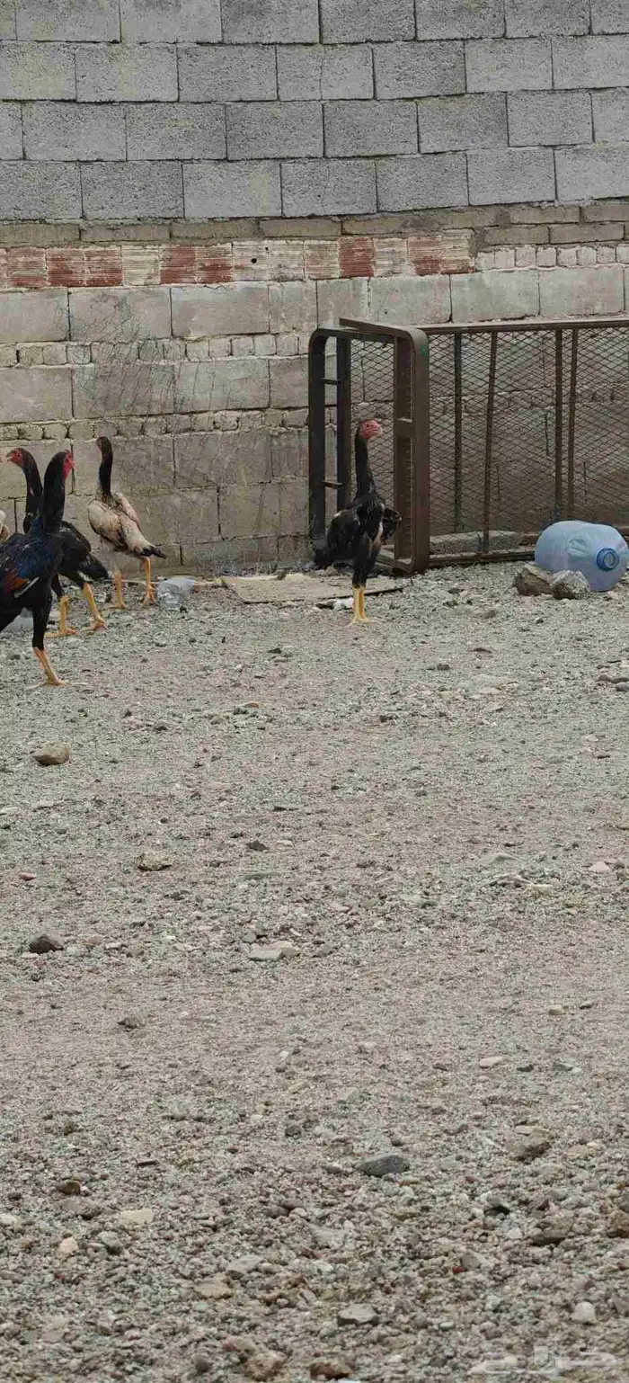 دجاج شامو 8