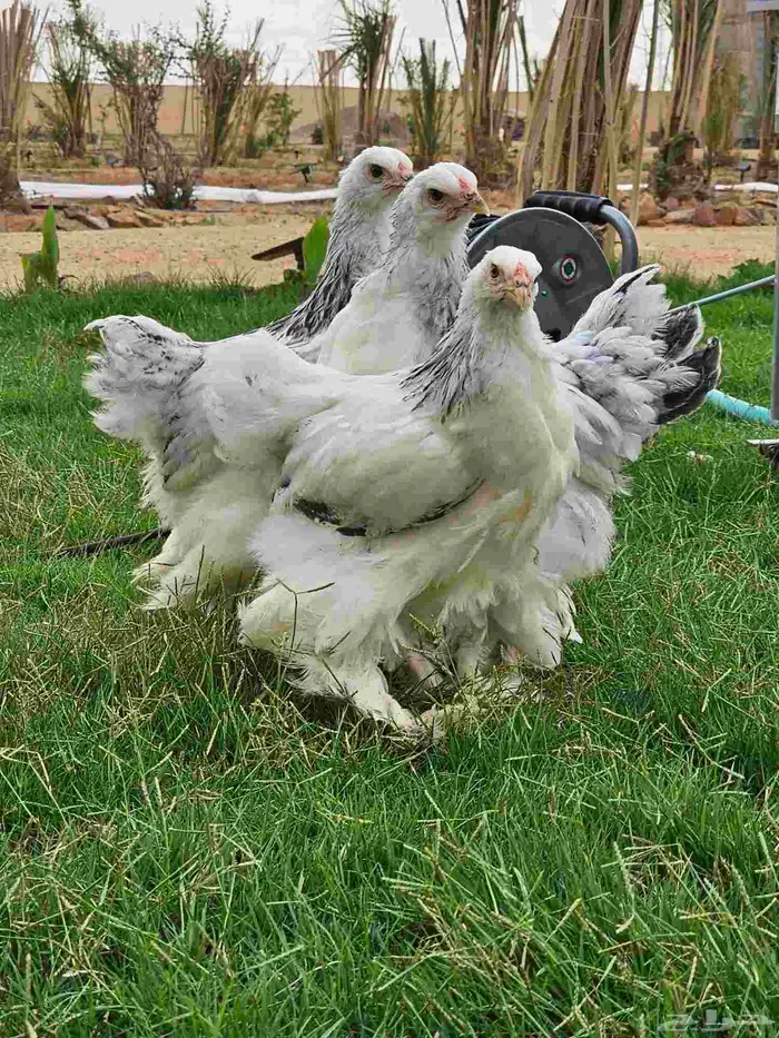 Brahma chicken sauce pure blood 3
