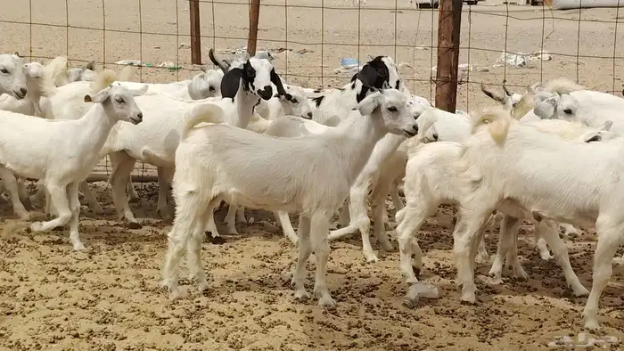 Bishiyat goats mothers with 34 kids all butchered imported 23