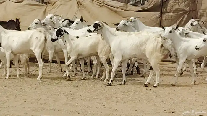 Bishiyat goats mothers with 34 kids all butchered imported 17