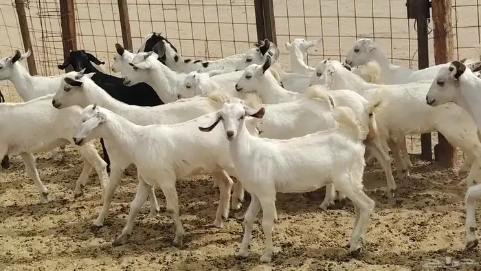 Bishiyat goats mothers with 34 kids all butchered imported 19