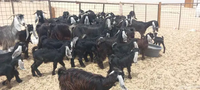 Awadiri goats premium class 9