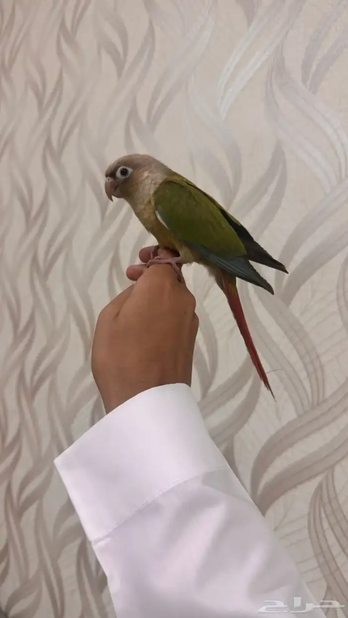 Pineapple Conure Tame Talkative 2