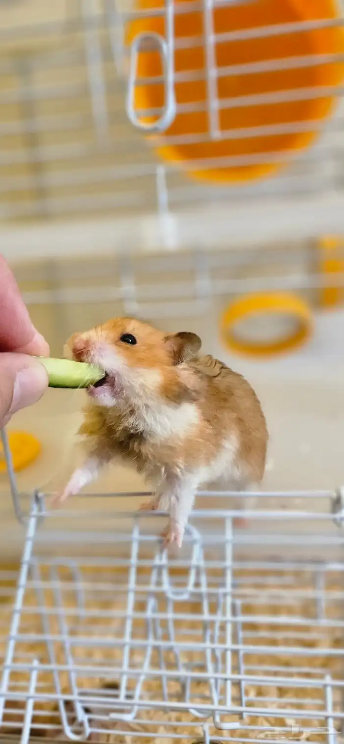 Syrian Hamster Pair with Babies and Large Cage 11