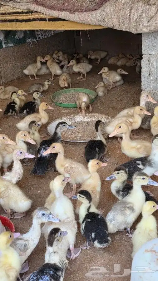 بط بكين للبيع 13
