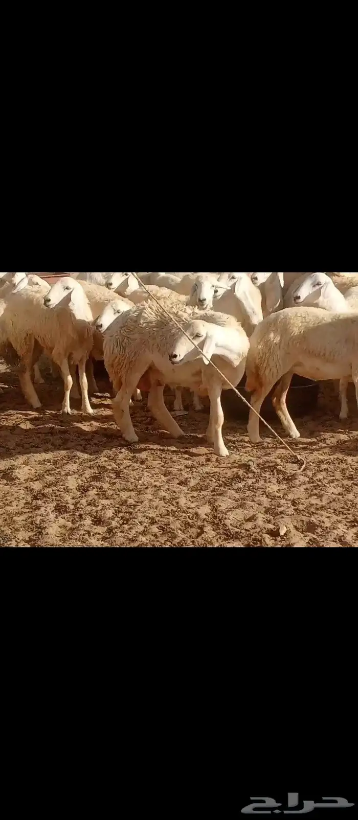 رخال العدد 50تحتها 10 5