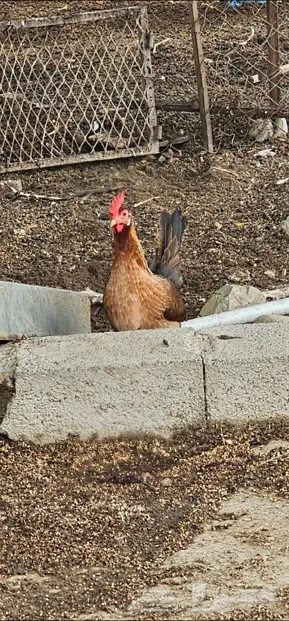 Purebred Arabic chicken free of hybridization 1