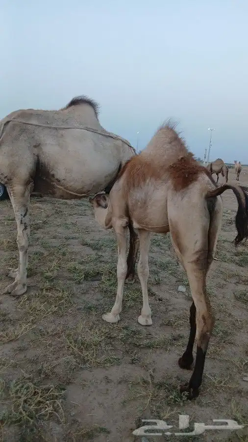 3 pregnant camels 1