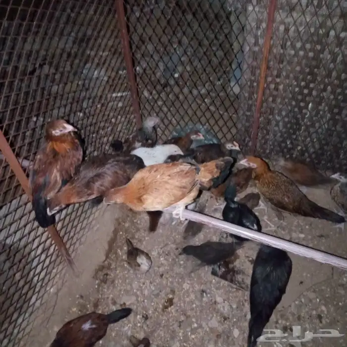 Local chicken chicks motherproduced local 3