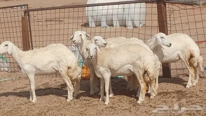 Young female sheep Harash breed good quality pregnant 3