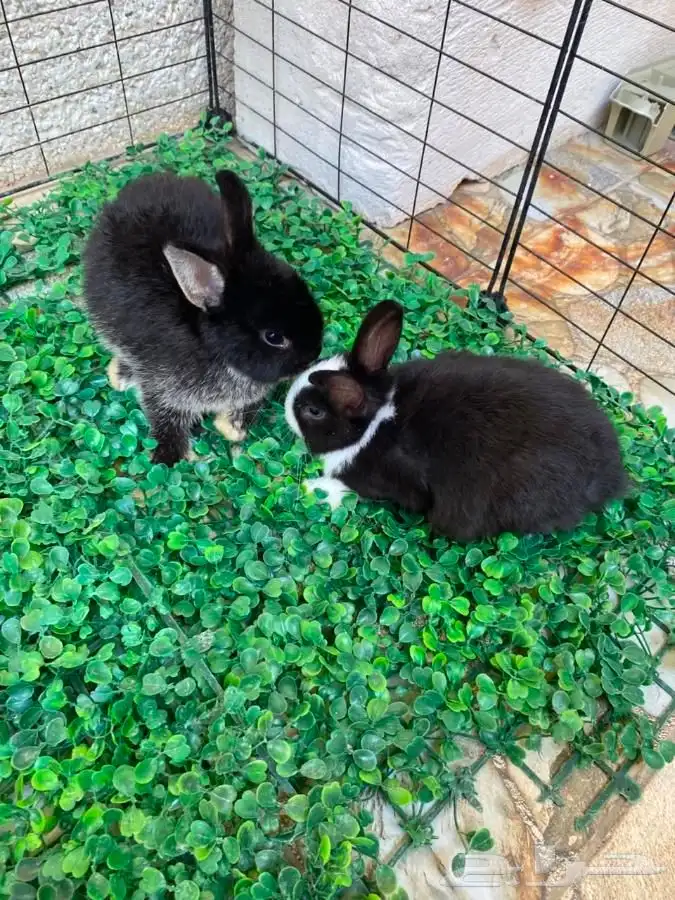 Pet and Distinctive Netherland Dwarf Rabbit Pair  Panda Colo 9
