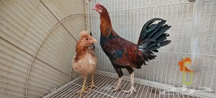 For sale Arabic chickens purebred 4 months old 4