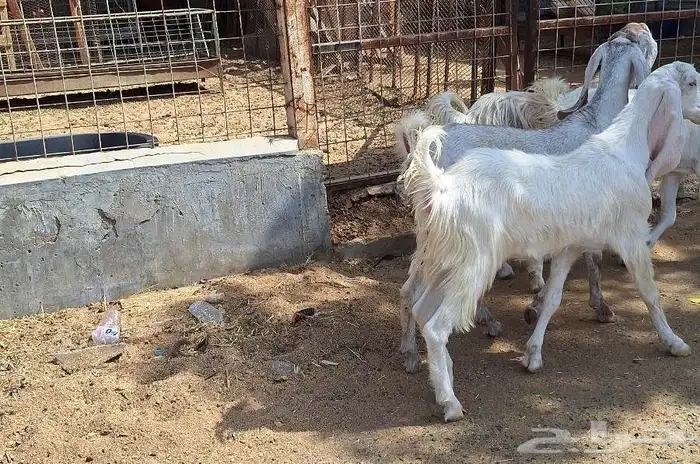 Egyptian goats first class developed number 4 for sale 15