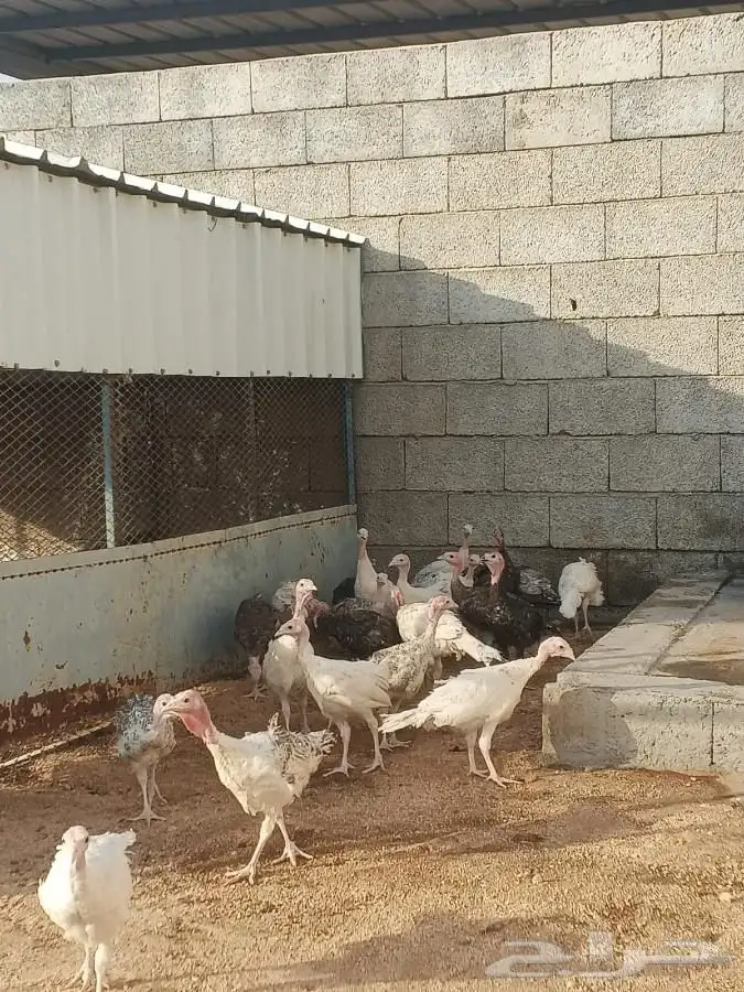 Turkey chickens available for sale 2