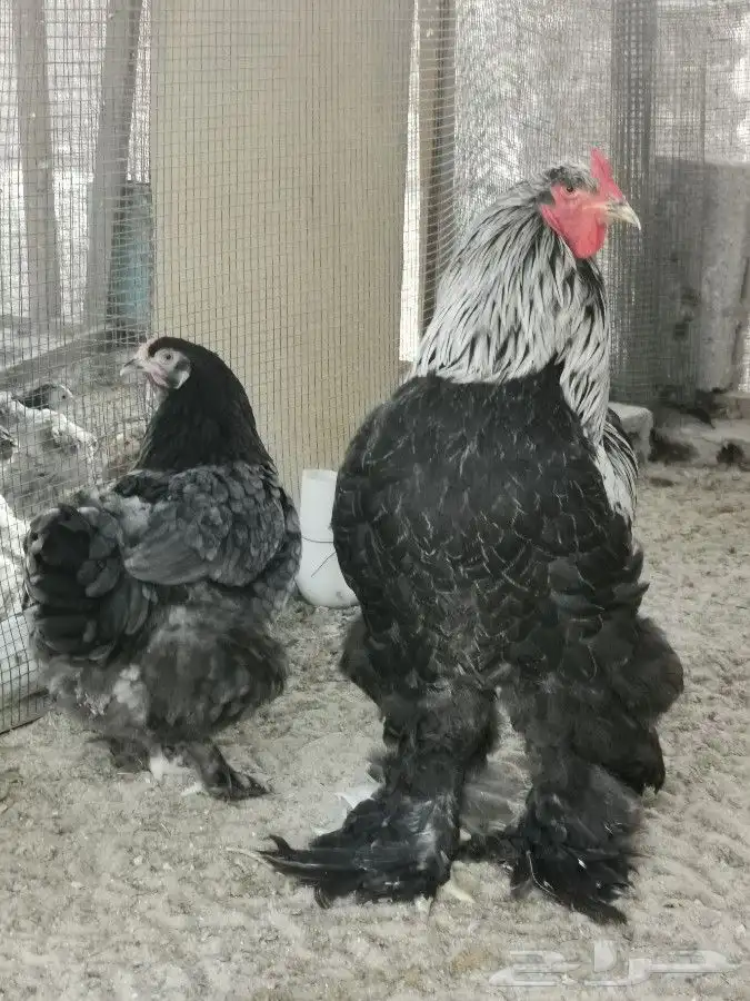 Cochin and Brahma chicks for sale in AlAhsa 3