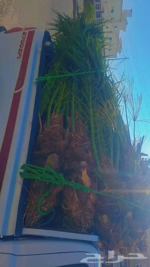 نخل مثمر البيع بجميع اطايف مكه جده 5