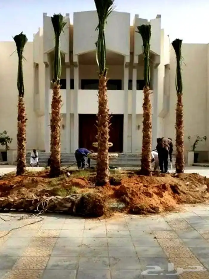 نخل 8