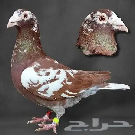 فرخ زاجل 4